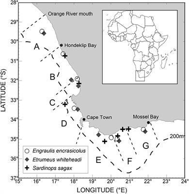 Microplastics in Commercially Important Small Pelagic Fish Species From South Africa